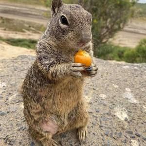 Meet your Posher, Susan